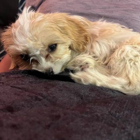 Meet your Posher, Rob - Picture 1 of 1